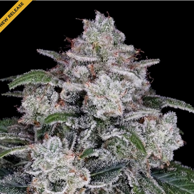 Buy DNA Genetics Seeds Return of the Mac Auto FEM