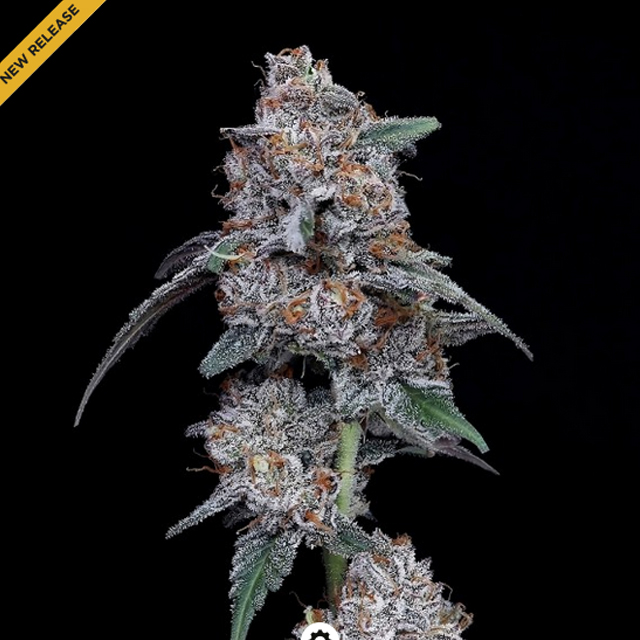 Buy DNA Genetics Seeds The Big Mac Auto FEM