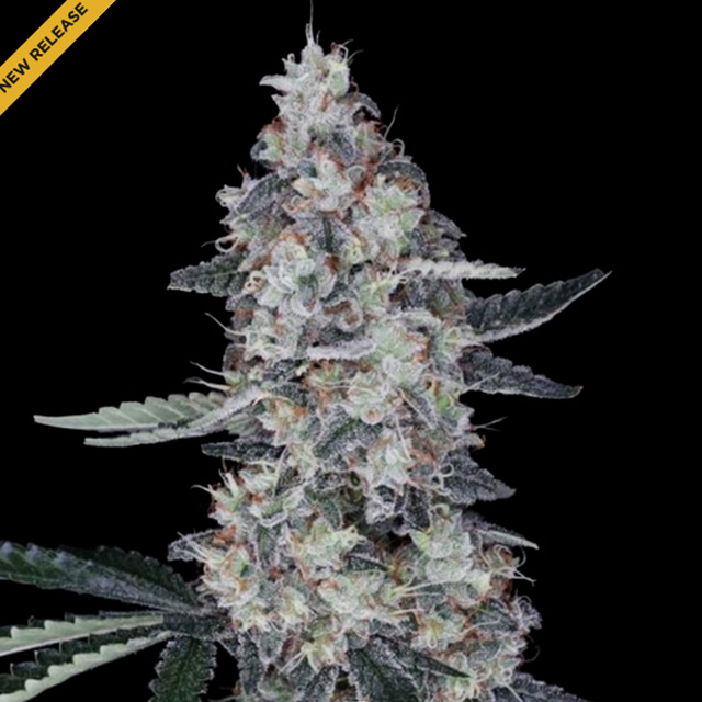 Buy DNA Genetics Seeds Watermelon Man Auto FEM