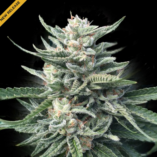 Buy DNA Genetics Seeds Chocolope 256 REG