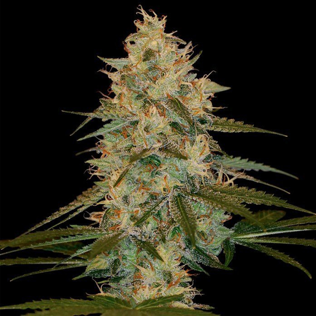 Buy DNA Genetics Seeds Chocolope Kush REG