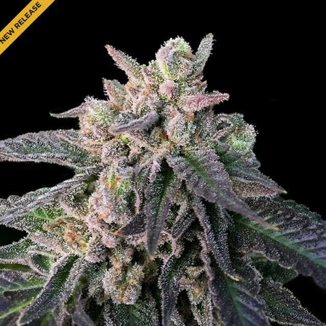 Buy DNA Genetics Seeds Elons X REG