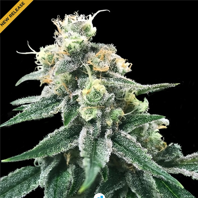 Buy DNA Genetics Seeds Swiss Miss REG