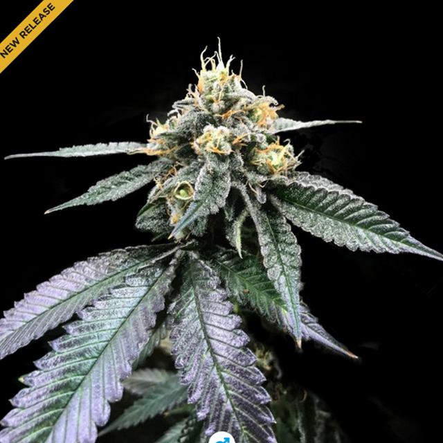 Buy DNA Genetics Seeds You-Whoo REG