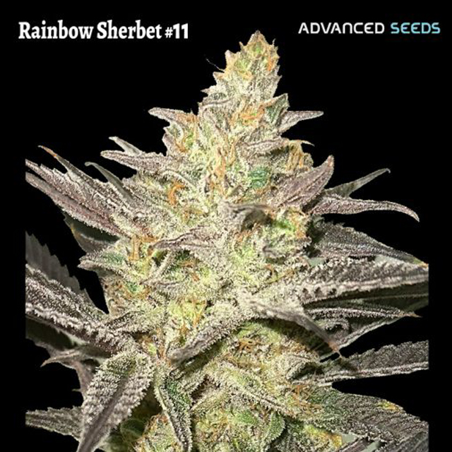 Buy Advanced Seeds Rainbow Sherbet #11 FEM