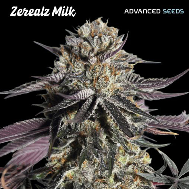 Buy Advanced Seeds Zerealz Milk FEM