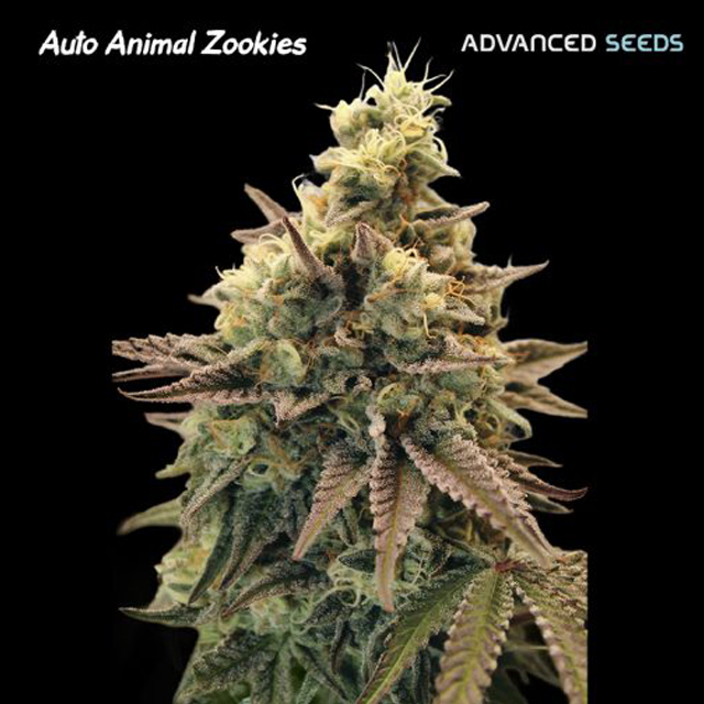 Buy Advanced Seeds Auto Animal Zookies FEM