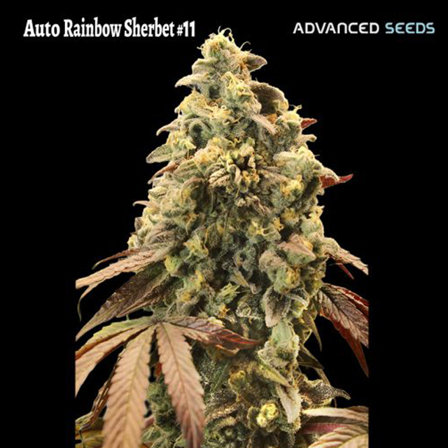 Buy Advanced Seeds Auto Rainbow Sherbet #11 FEM