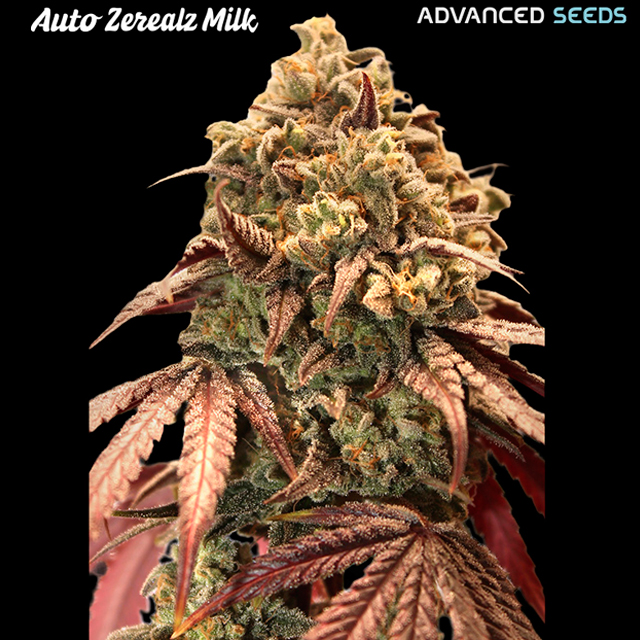 Buy Advanced Seeds Auto Zerealz Milk FEM