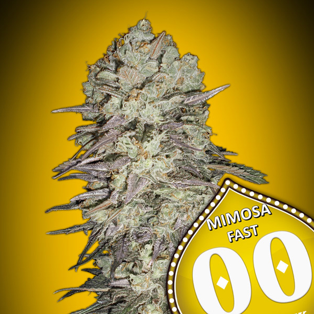 Buy 00 Seeds Mimosa Fast FEM