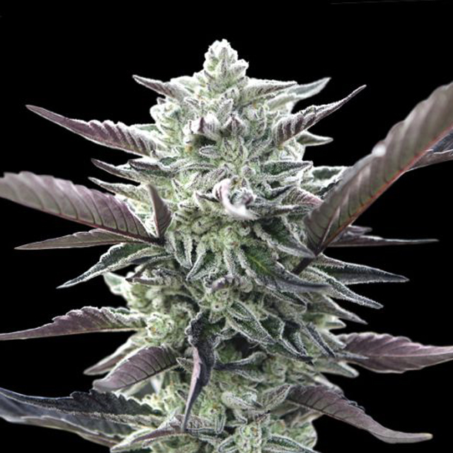 Buy 00 Seeds Oreoz FEM