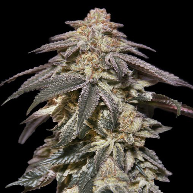 Buy 00 Seeds Auto Apple Bananas FEM