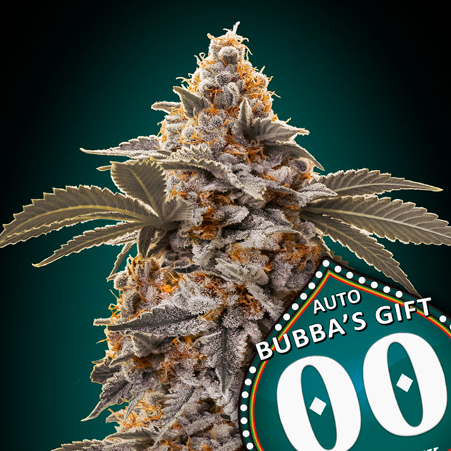 Buy 00 Seeds Auto Bubbas Gift FEM