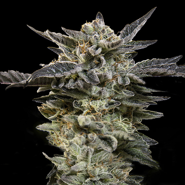 Buy 00 Seeds Auto Oreoz FEM