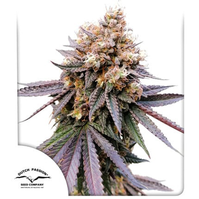 Buy Dutch Passion Seeds GMO Fast FEM