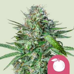 Buy Royal Queen Seeds Tangie FEM