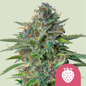 Buy Royal Queen Seeds Strawberry Cough FEM