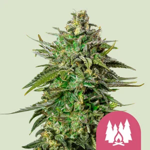 Buy Royal Queen Seeds Larry OG FEM