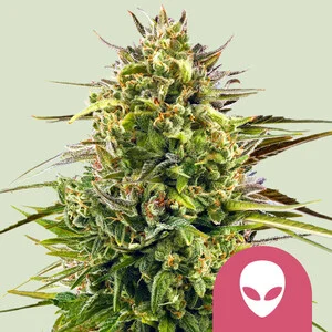 Buy Royal Queen Seeds Alien OG FEM