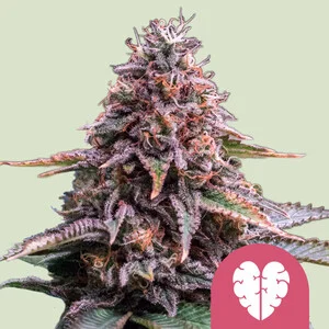 Buy Royal Queen Seeds Pink Mist FEM