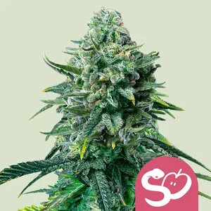 Buy Royal Queen Seeds Forbidden Fruit FEM