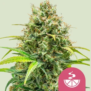 Buy Royal Queen Seeds Lemon Skunk FEM