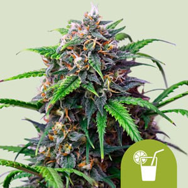 Buy Royal Queen Seeds Purple Lemonade Auto FEM