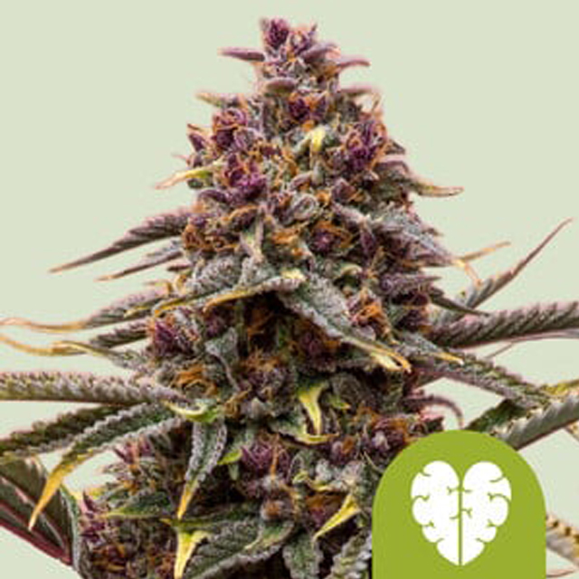 Buy Royal Queen Seeds Pink Mist Auto FEM