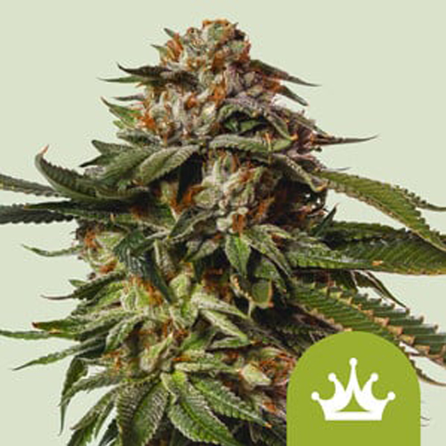 Buy Royal Queen Seeds Special Queen #1 Auto FEM