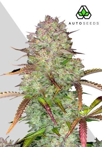 Buy Auto Seeds Blue Dream Auto FEM