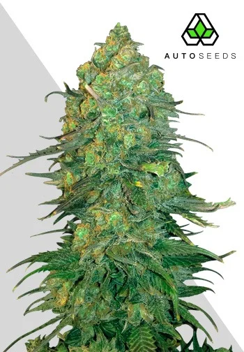 Buy Auto Seeds Durban Poison Auto FEM