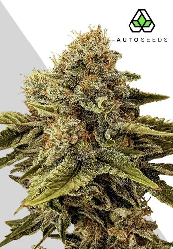 Buy Auto Seeds Godfather OG Auto FEM