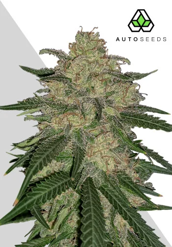 Buy Auto Seeds Mango Cookies Auto FEM