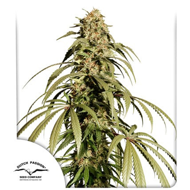 Buy Dutch Passion Seeds Ice Cream Haze FEM