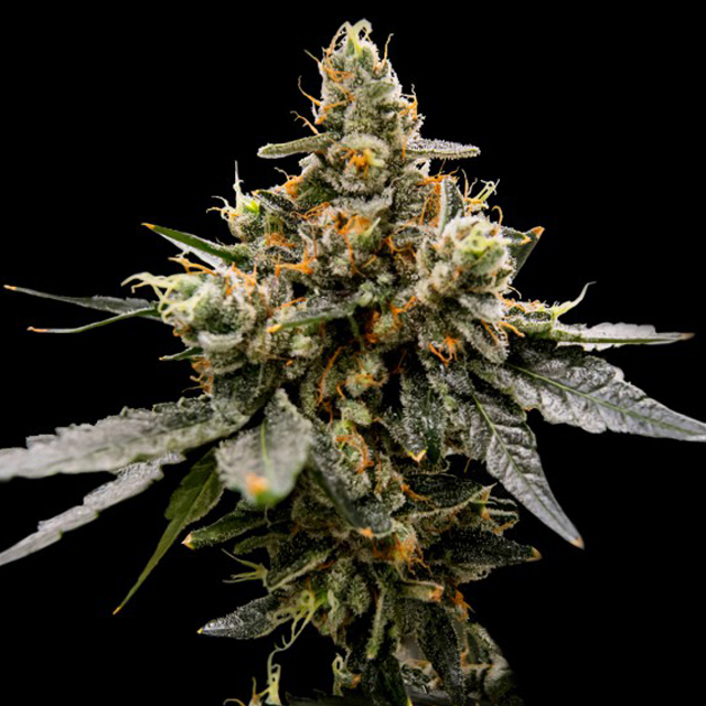 Buy DNA Genetics Seeds Gaz Money FEM