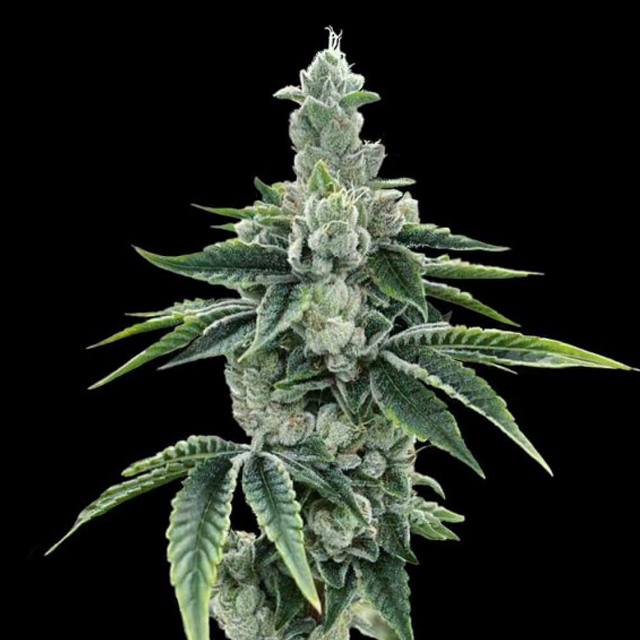 Buy DNA Genetics Seeds Recon 2,0 FEM