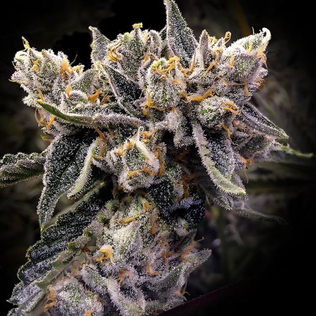 Buy DNA Genetics Seeds Bruised Banana FEM