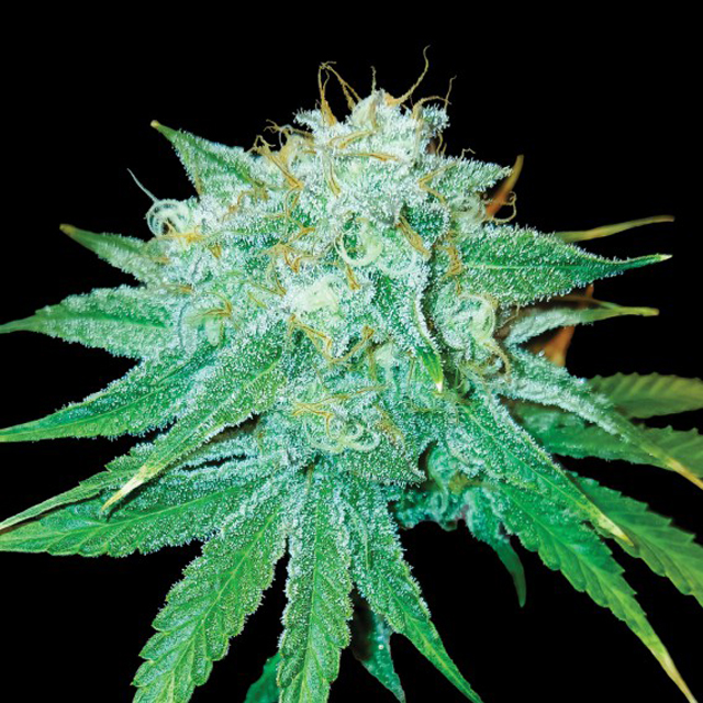 Buy DNA Genetics Seeds The Stinking Rose FEM