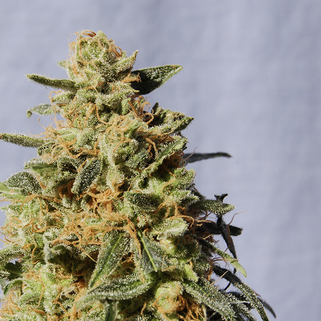 Buy Kannabia Seeds White Domina FEM