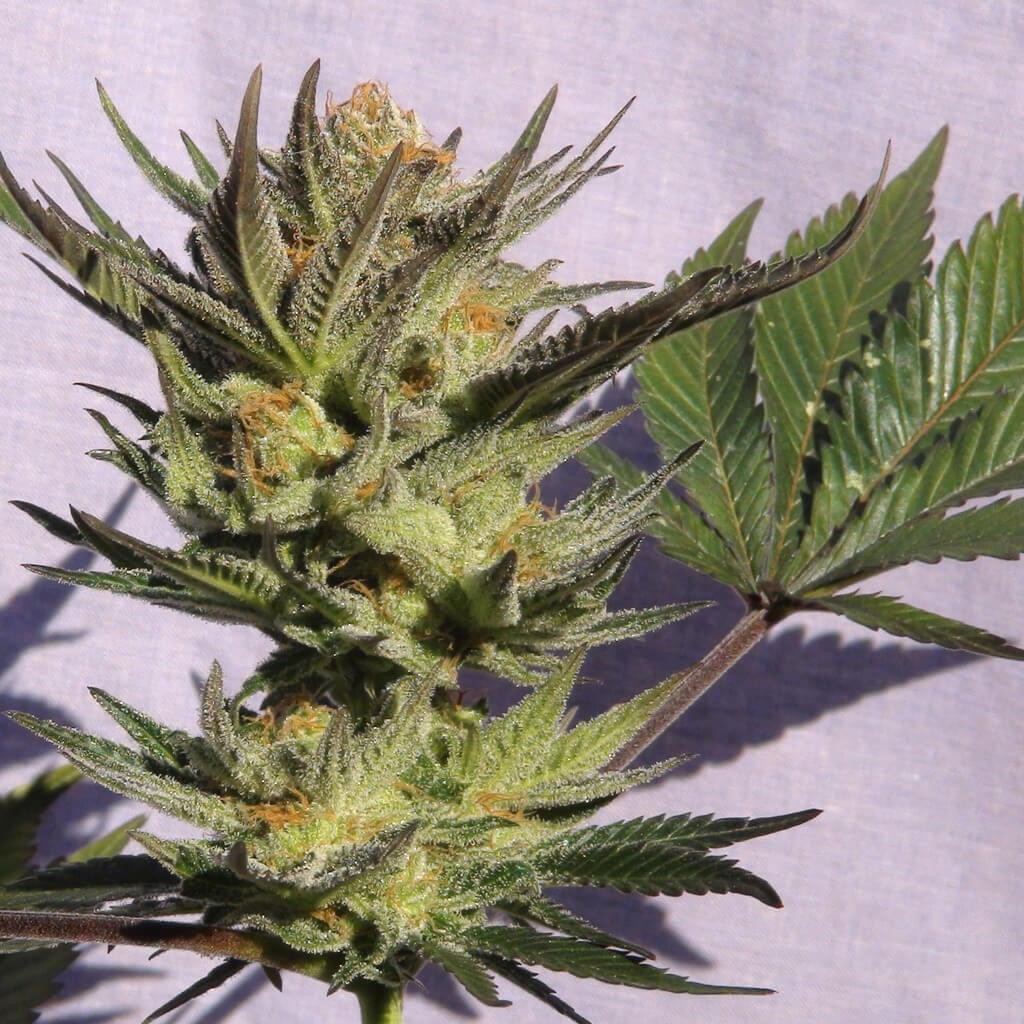 Buy Kannabia Seeds Gypsy Kush FEM