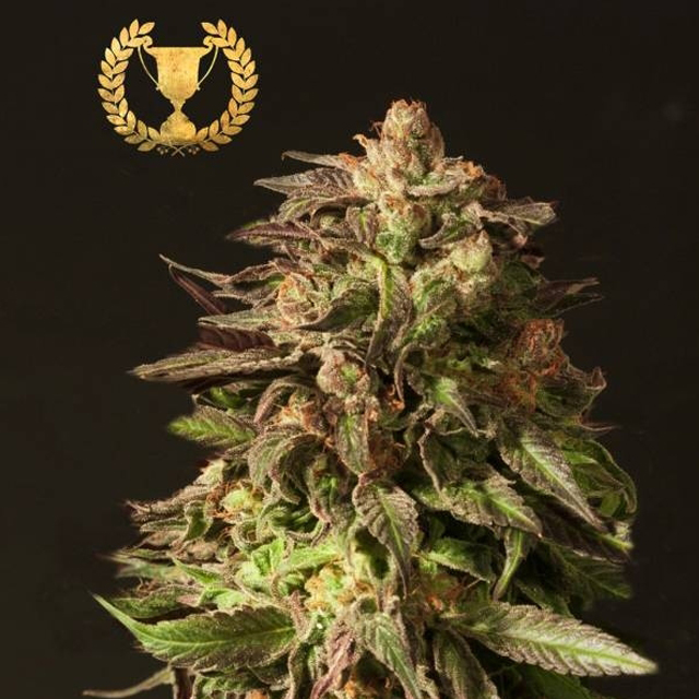 Buy Devils Harvest Original Seeds Shoreline FEM