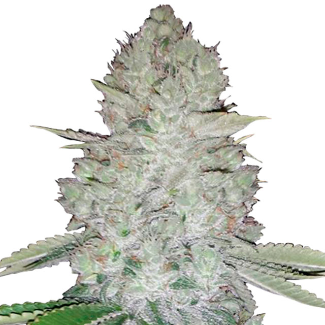 Glue Auto