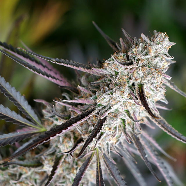 Buy Humboldt Seed Organization Peanut Butter Breath Fast FEM