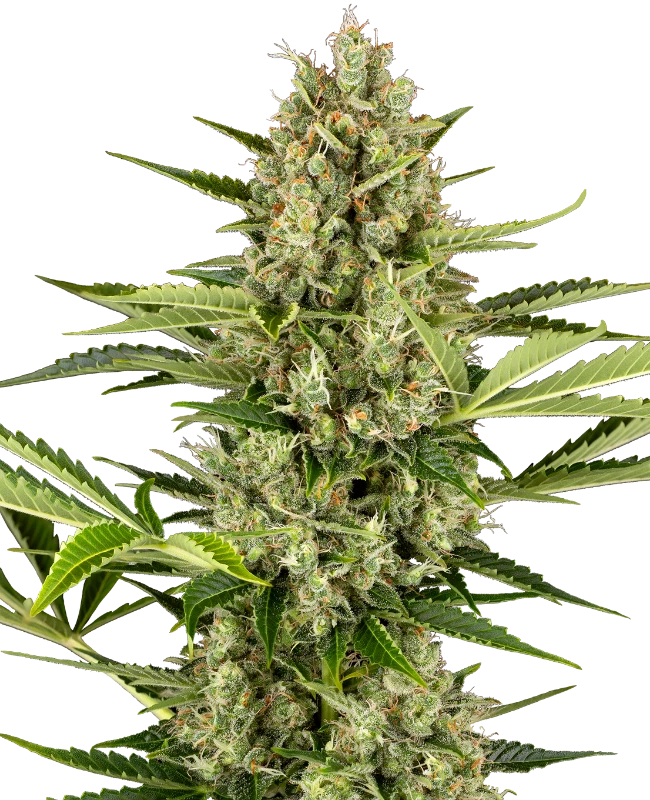 Buy Sensi Seeds Jack Herer Auto FEM