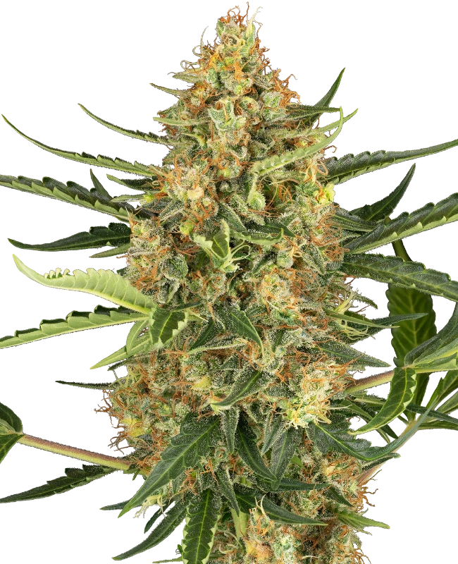 Buy Sensi Seeds Blueberry Bubblegum Auto FEM