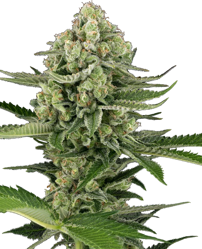 Buy Sensi Seeds Candy Buds Auto FEM