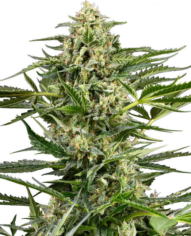 Buy Sensi Seeds Citrus Fuel Auto FEM