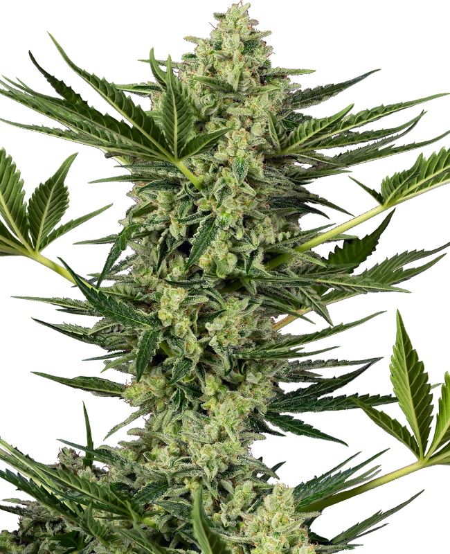 Buy Sensi Seeds Ghostbuzzters OG Auto FEM