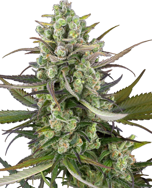 Buy Sensi Seeds Headband Kiwi Auto FEM