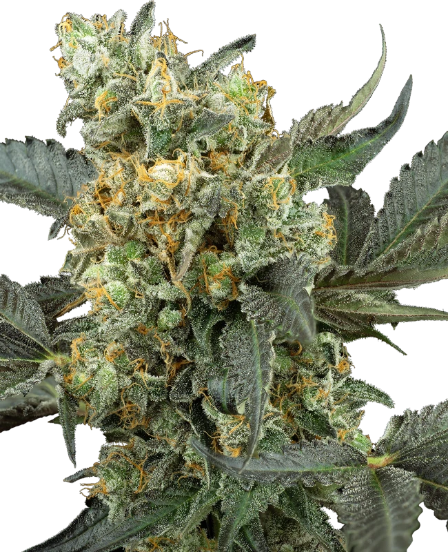 Buy Sensi Seeds Mimosa Sunrise XXL Auto FEM